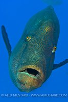 Napoleon Wrasse Portrait. Red Sea