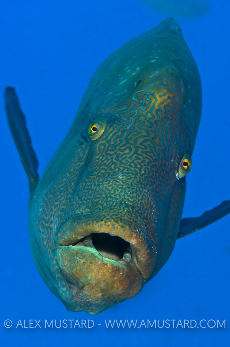 Napoleon Wrasse Portrait. Red Sea