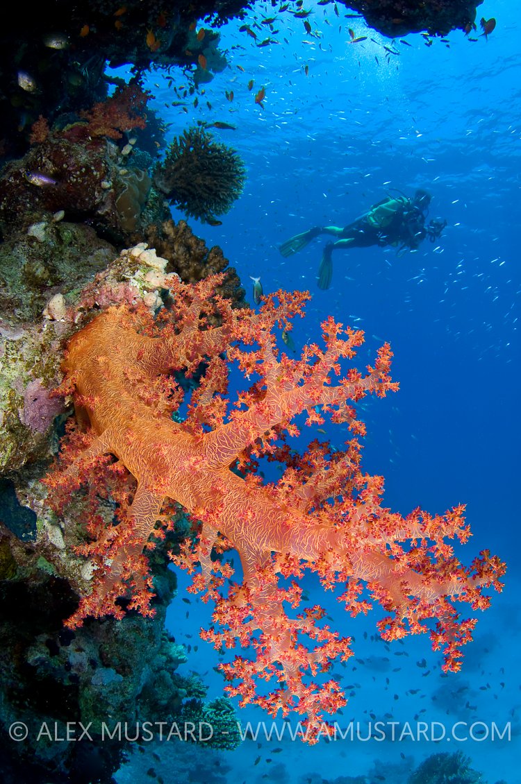 Reef Scene With Diver. Egypt