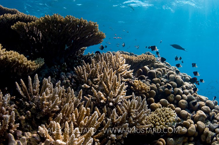 Corals on Reef. Egypt.