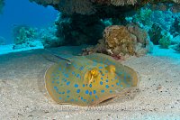 Bluespotted stingray.
