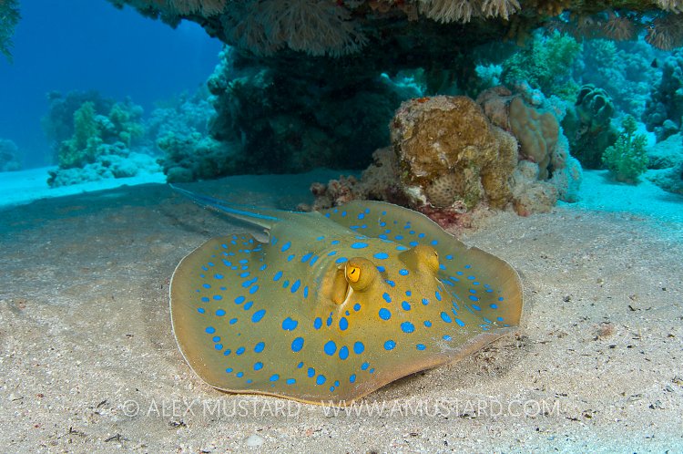 Bluespotted stingray.