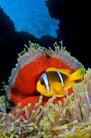 Red Sea Anemonefish. Egypt