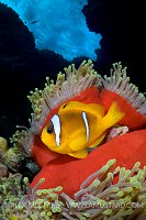 Red Sea Anemonefish. Egypt.