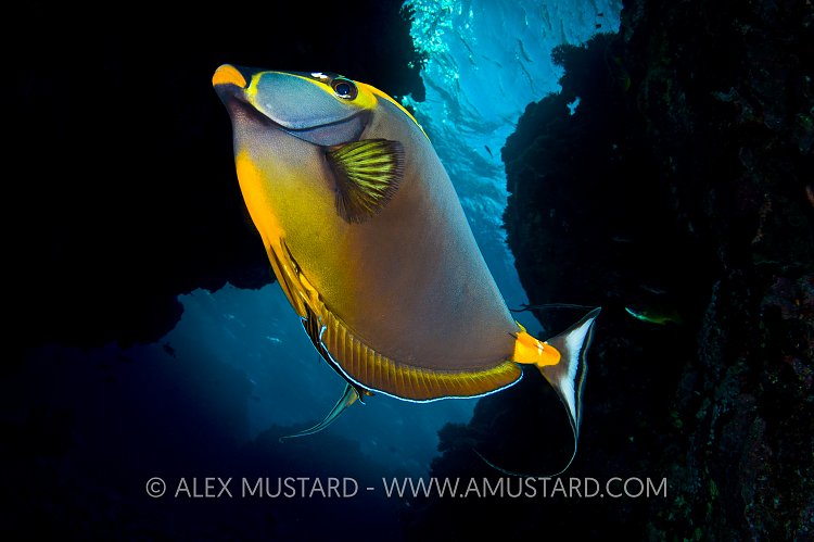 Lipstick Unicornfish. Red Sea