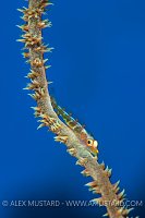 Wire Coral Goby. Egypt