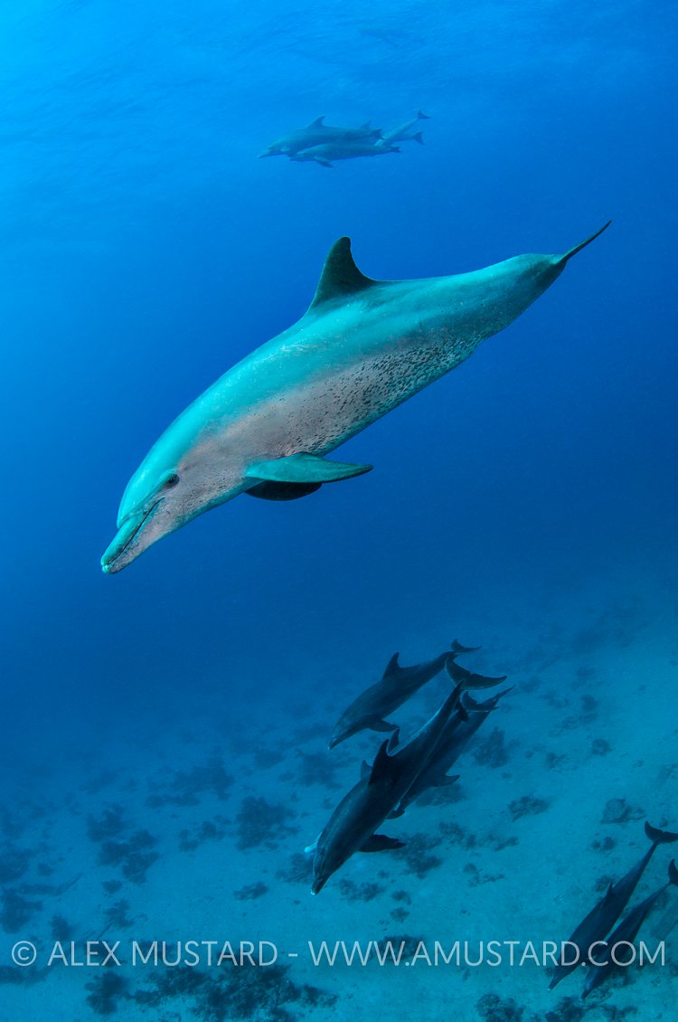 Bottlenose Dolphins. Red Sea.