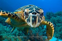 Hawksbill Selfie. Egypt
