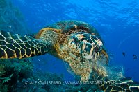 Hawksbill Feeding. Red Sea