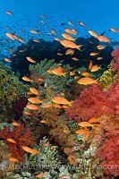 The bustle of life on a coral reef. Egypt