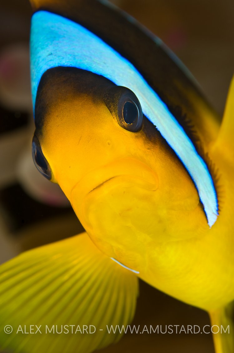 Red Sea Anemonefish. Egypt.