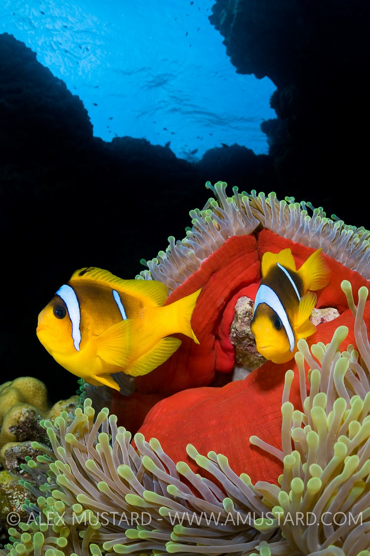 Red Sea Anemonefish. Egypt.