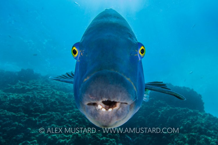 Blue Groper. Australia