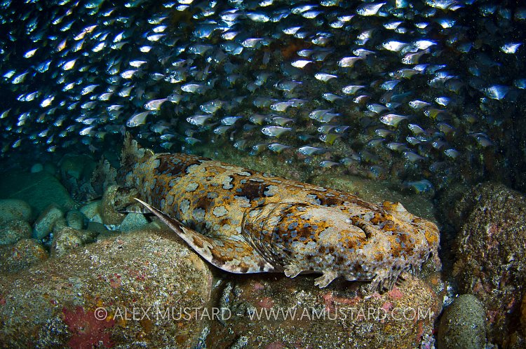 Ornate wobbegong shark in cave
