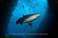 Sand tiger shark in cave