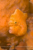 Leatherjacket. Australia