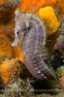 Seahorse Portrait. Australia
