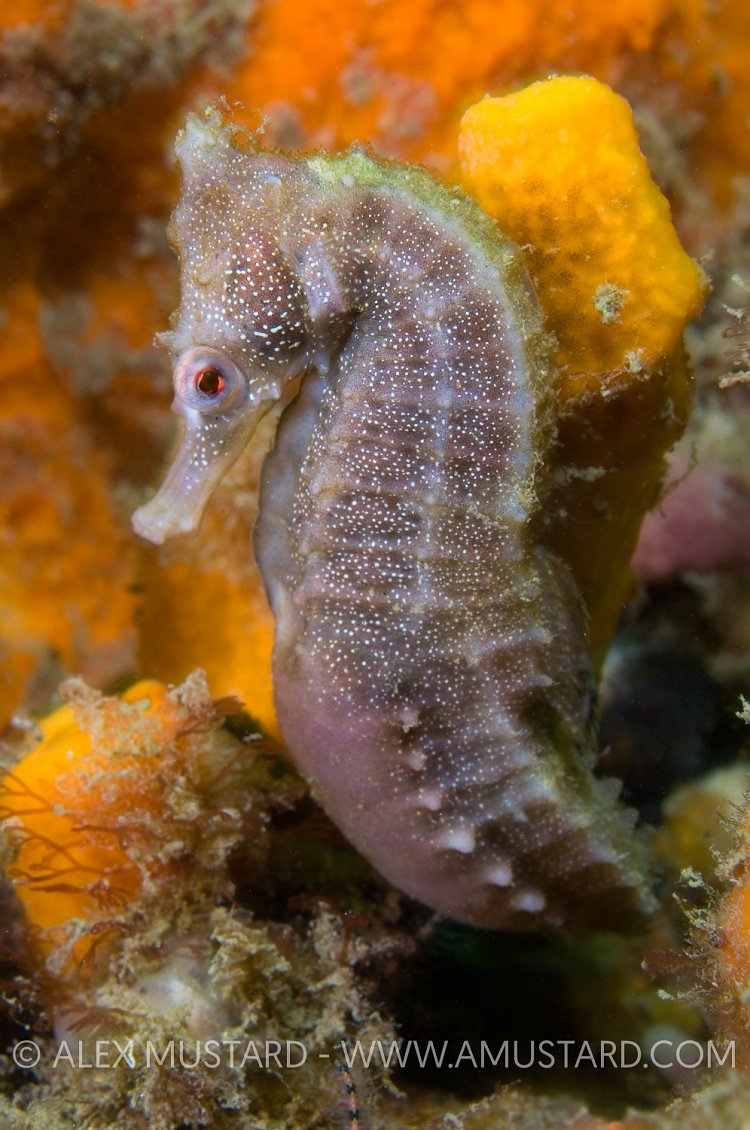 Seahorse Portrait. Australia