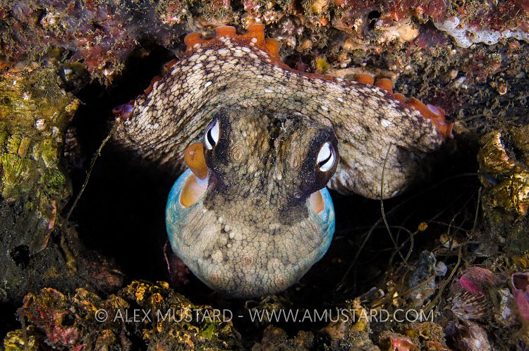 Octopus In Lair. Australia