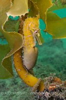 White's seahorse on kelp. Australia.