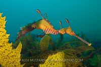 Male weedy seadragon. Australia