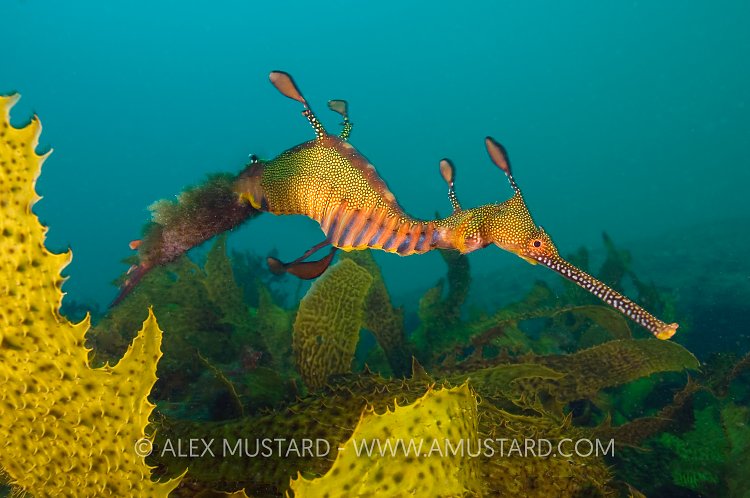 Male weedy seadragon. Australia