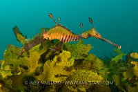 Male weedy seadragon. Australia