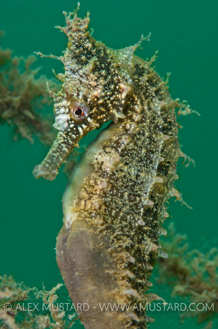 White's seahorse. Australia.
