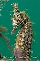 White's seahorse. Australia.