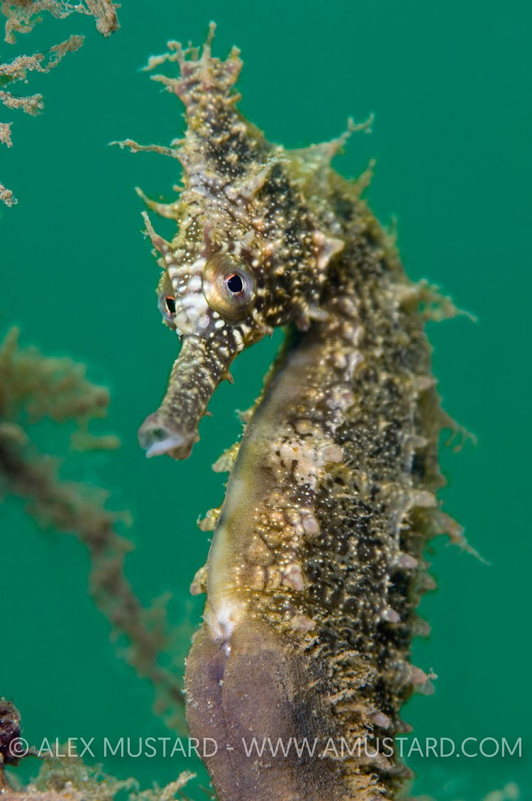White's seahorse. Australia.