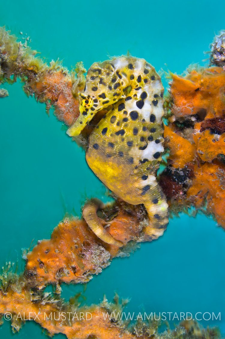 Pot bellied seahorse, Australia.