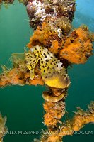 Pot bellied Seahorse. Australia.