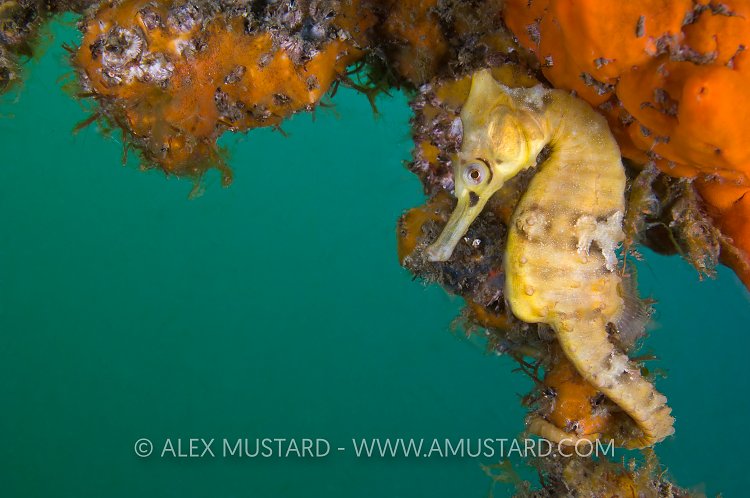 White's Seahorse On Sponge. Australia.