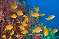 Anthias & Soft Corals. Egypt