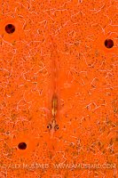 Goby On Sponge With Worms. Red Sea.