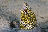 Marbled Snake Eel. Red Sea