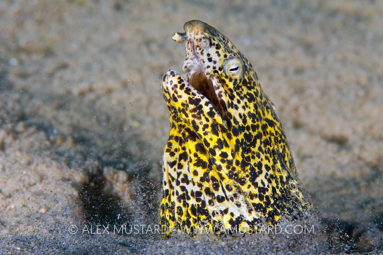 Marbled Snake Eel. Red Sea
