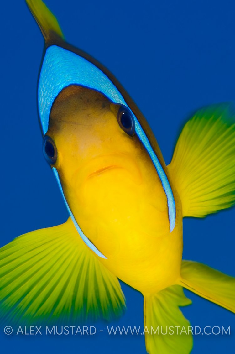 Red Sea Anemonefish. Egypt.