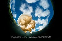 Golden Jelly. Palau