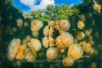 Golden Jellyfish. Palau