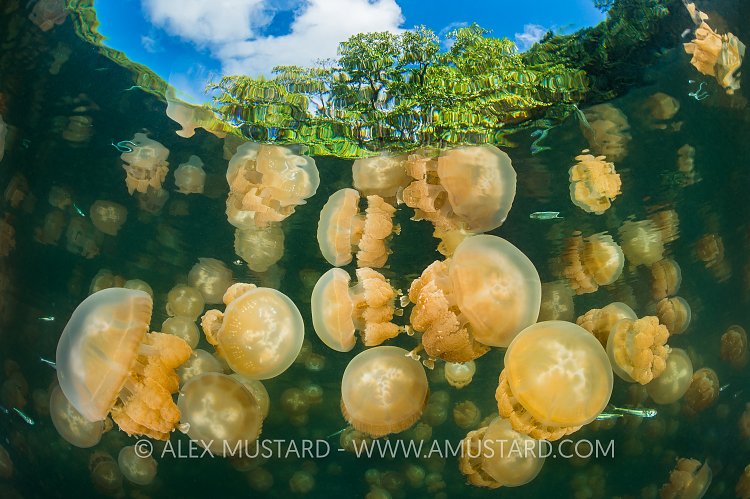 Golden Jellyfish. Palau