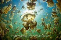 Jellyfish World. Palau