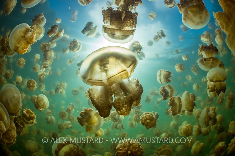 Jellyfish World. Palau