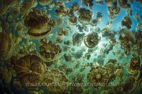 Jellyfish Soup. Palau