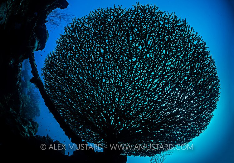 Delicate Table Coral. Palau