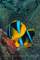 Spawning Anemonefish. Palau