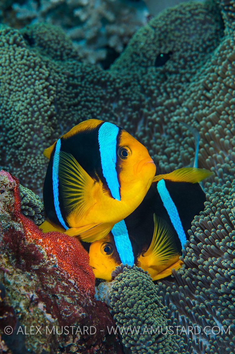 Spawning Anemonefish. Palau