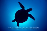 Turtle Silhouette. Palau