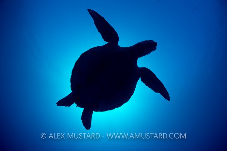 Turtle Silhouette. Palau
