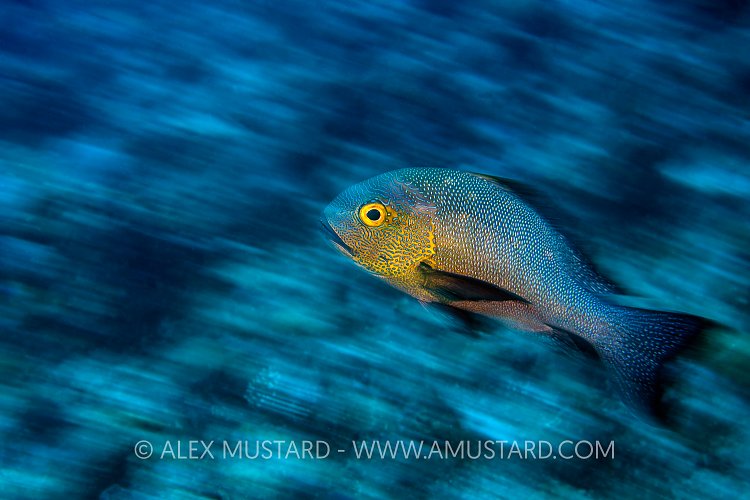 Midnight Snapper Blur. Palau